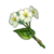 Semilla de flor dulce