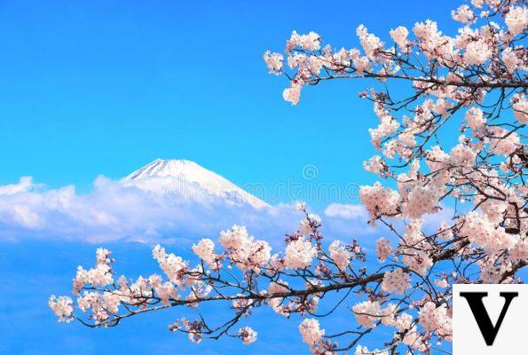 Sakura sagrado