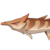 Rusty Koi