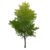 Albero di nodi d'oro