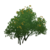 Albero di nodi d'oro