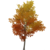 Albero di nodi d'oro