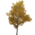 Albero di nodi d'oro