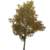 Albero di nodi d'oro