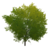 Albero di nodi d'oro