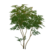 Albero di nodi d'oro