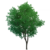 Albero di nodi d'oro