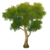 Albero di nodi d'oro