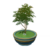 Albero di nodi d'oro