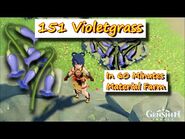 Violetgrass