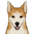 Shiba